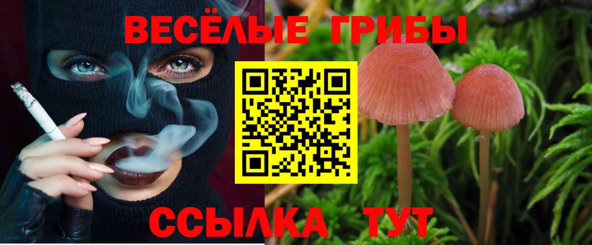 Псилоцибиновые грибы Psilocybine cubensis Липецк